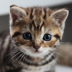 Meet your Posher, Baby